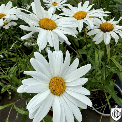 Leucanthemum superbum 'May Queen' - Suureõieline härjasilm 'May Queen' C1,5/1,5L